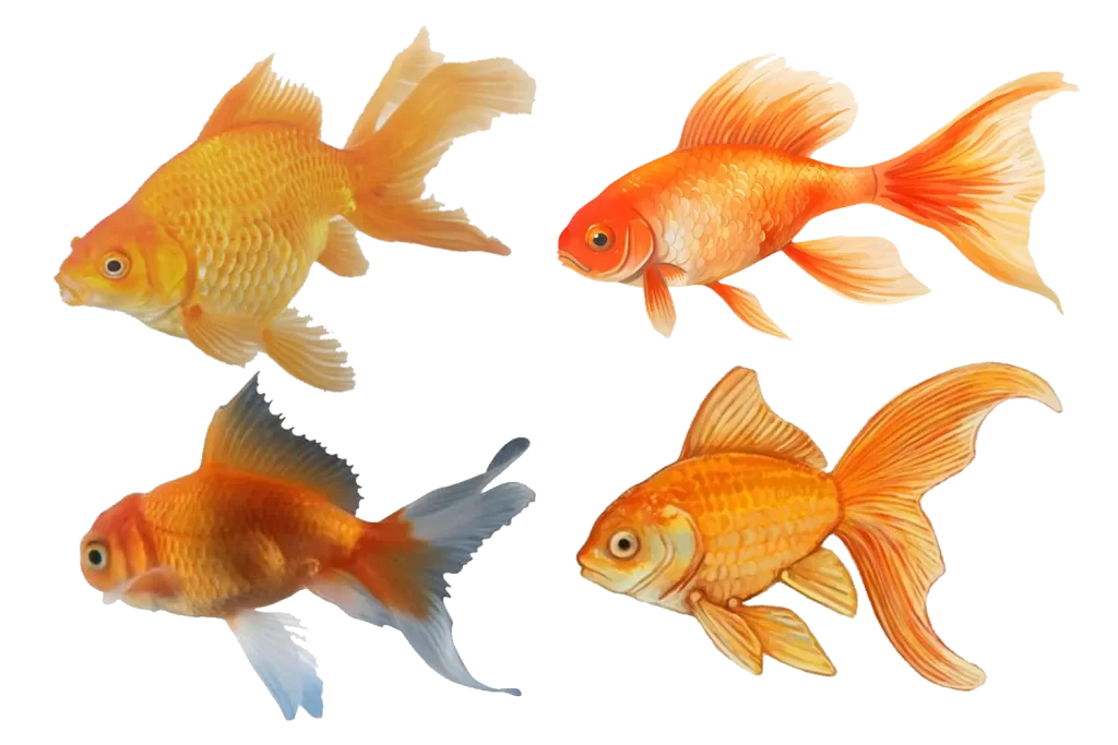 Reference images for a fantail goldfish keyring.