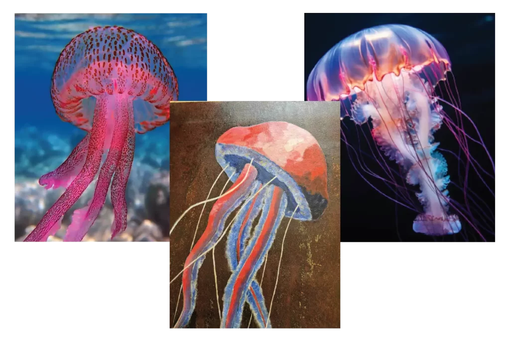 Jellyfish reference images