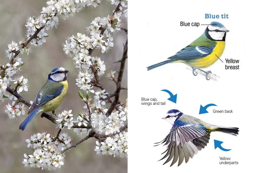 Blue tit reference images