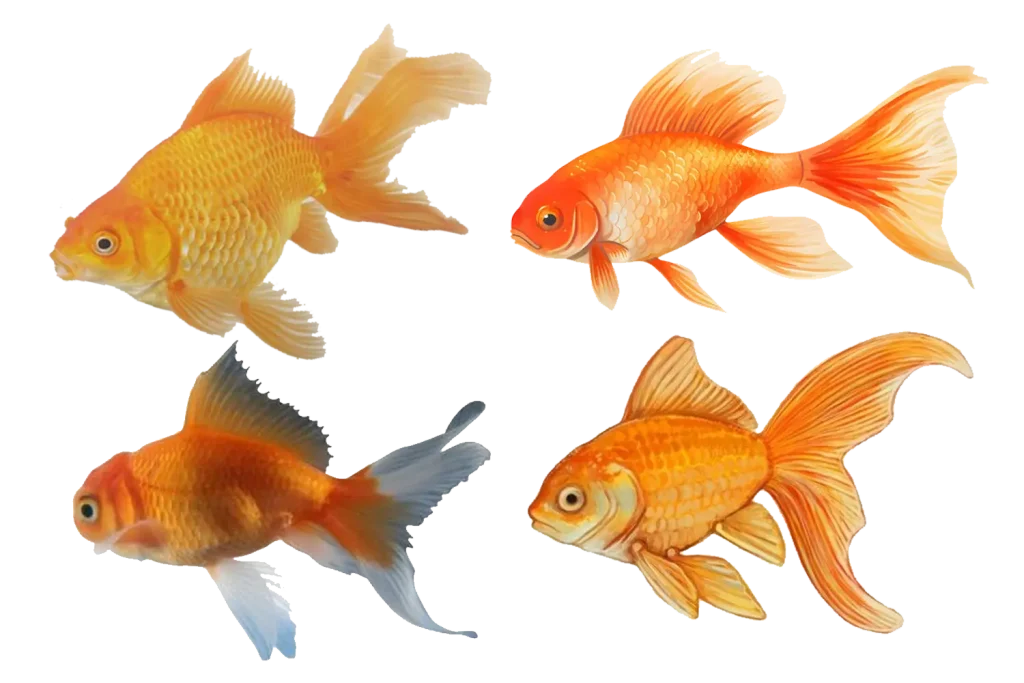 Reference images for a fantail goldfish keyring.