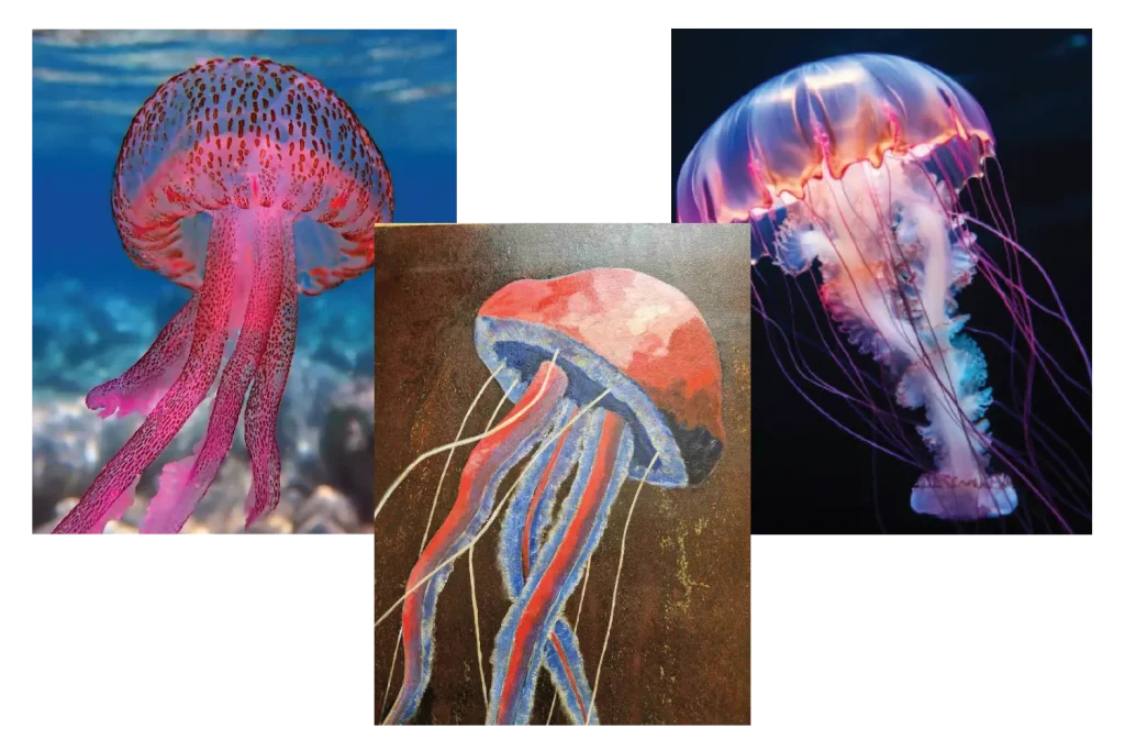 Jellyfish reference images