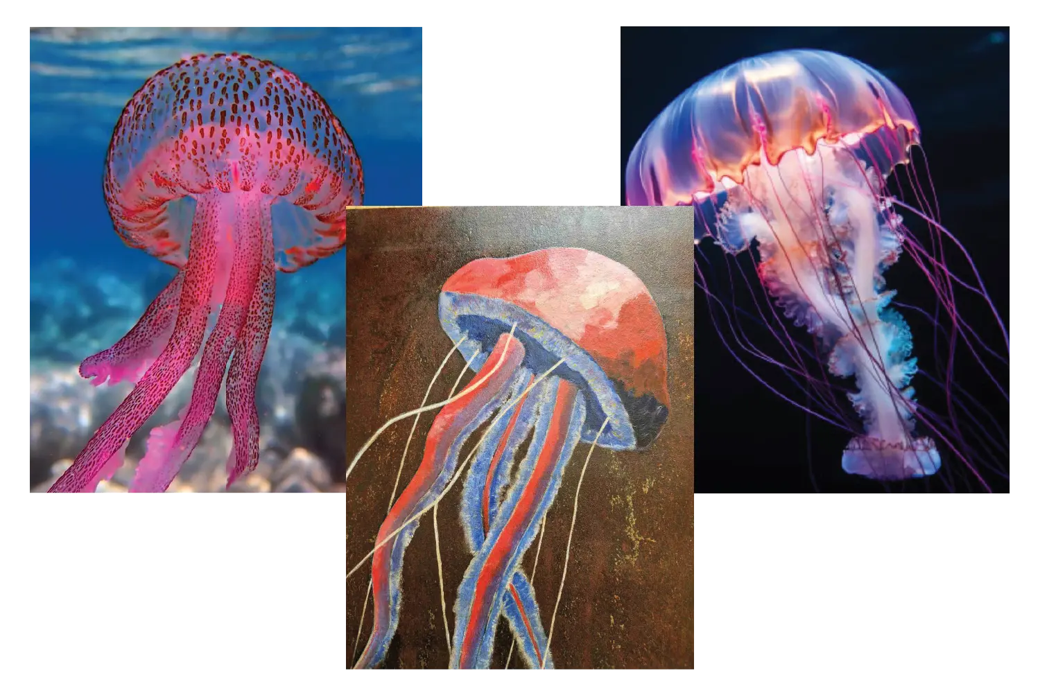 Jellyfish reference images